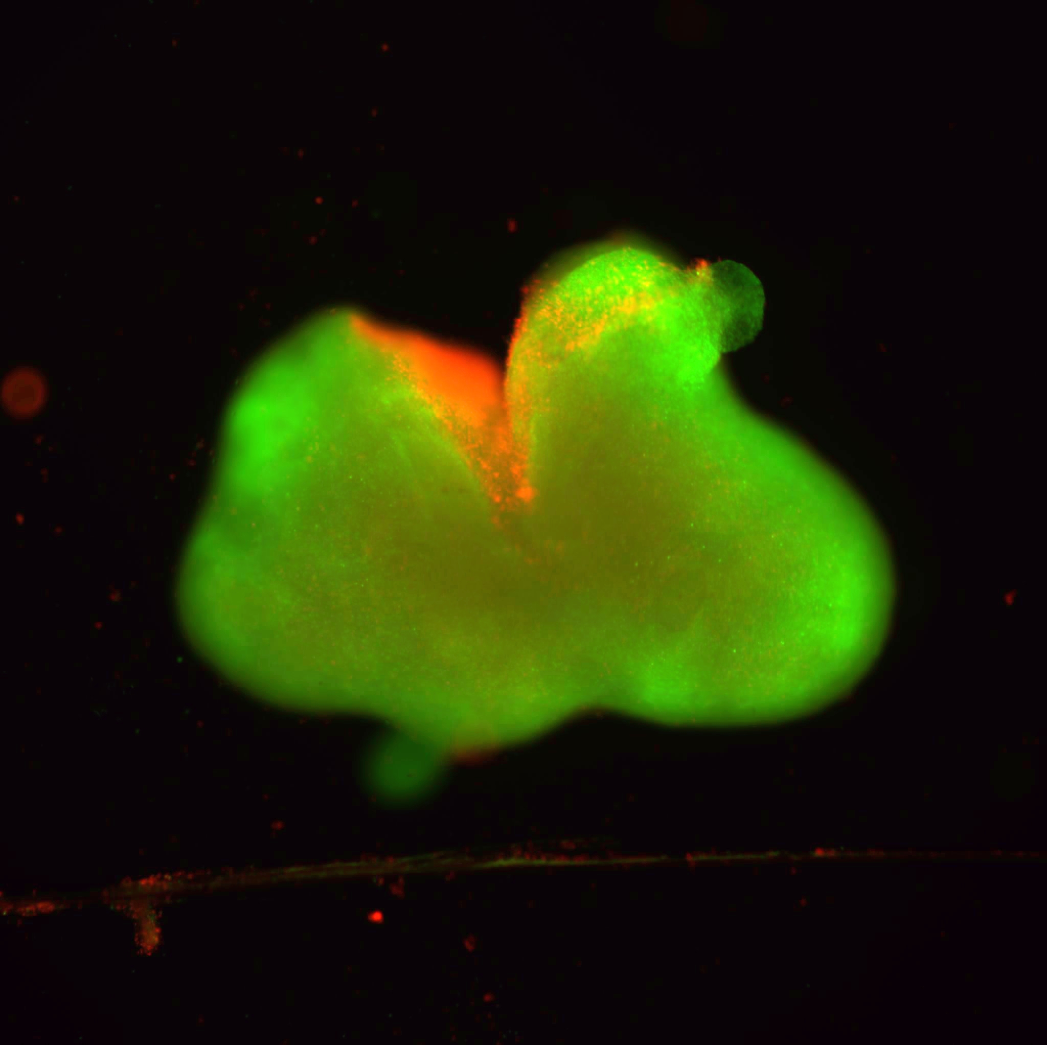 A fluorescent image of the human spinal cord organoid laceration model. Dead cells are red and live cells are green. A fluorescent image of the human spinal cord organoid laceration model. Dead cells are red and live cells are green.